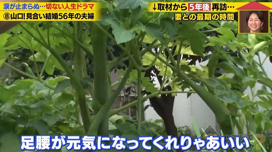 家、ついて行ってイイですか?