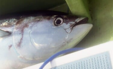 生まれて初めてキハダマグロ釣りに挑戦!【相模湾】 何もかもが規格外の釣りに圧倒