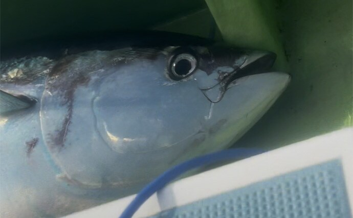 生まれて初めてキハダマグロ釣りに挑戦！【相模湾】 何もかもが規格外の釣りに圧倒