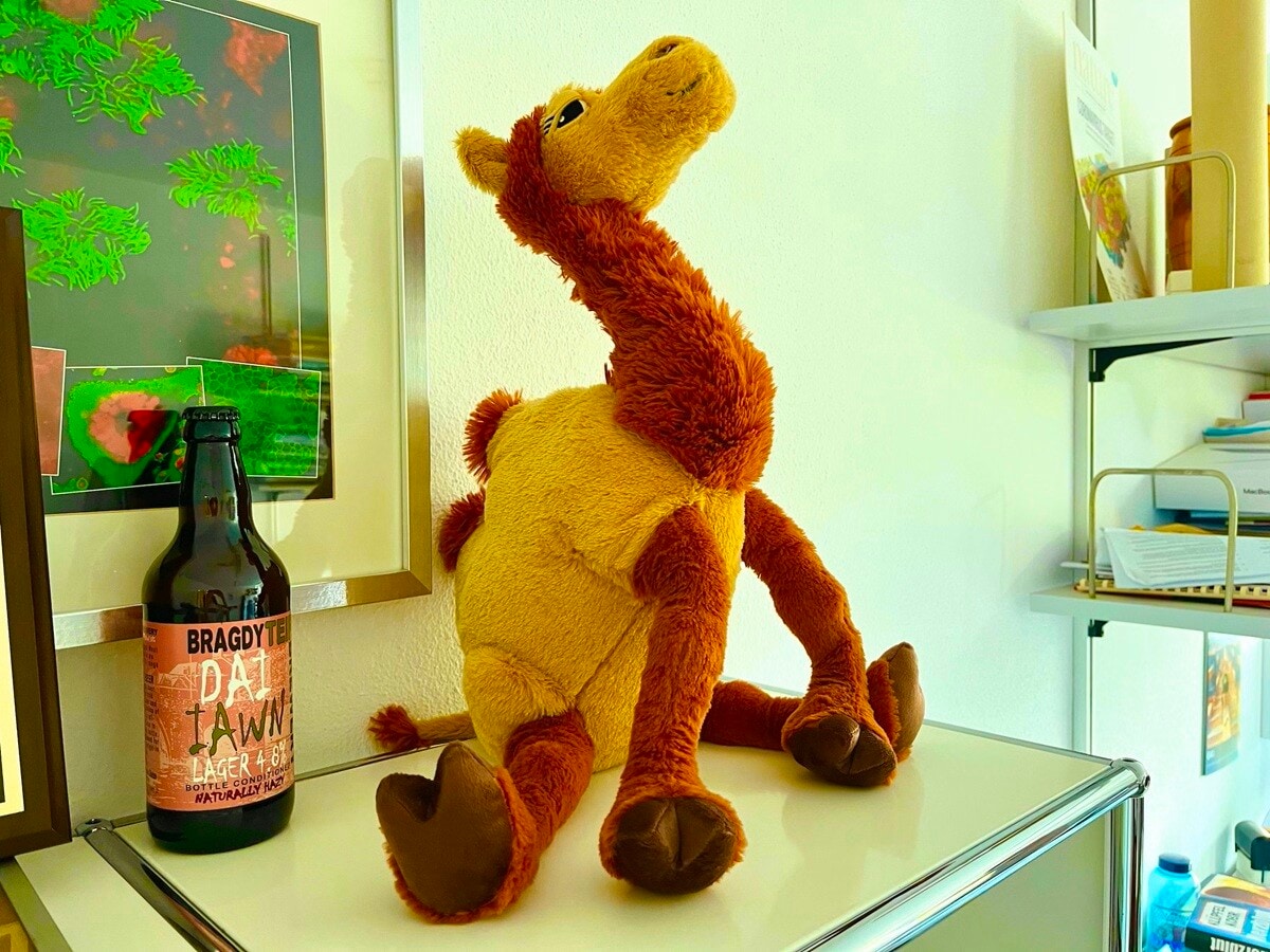 フォルカーの部屋に飾ってあった、ラクダのぬいぐるみ。イケアで買ったものを、卒業生が記念（？）にくれたらしい