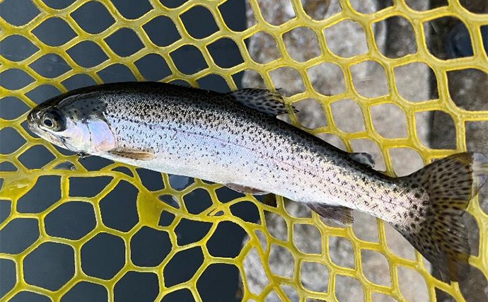 「午後だけで70匹！」極寒のエリアトラウト釣行で放流パターン炸裂【大阪・千早川マス釣り場】