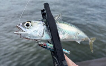 ショアジギで【フックにティンセルをつける意味】 ヨレヨレのまま使用はダメ？