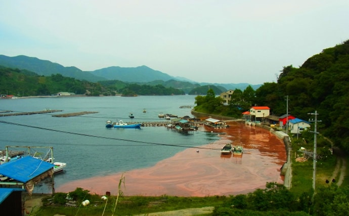 「赤潮」を解消する生物農薬の研究に期待　原因プランクトンに寄生する微生物を利用