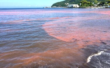 「赤潮」を解消する生物農薬の研究に期待 原因プランクトンに寄生する微生物を利用