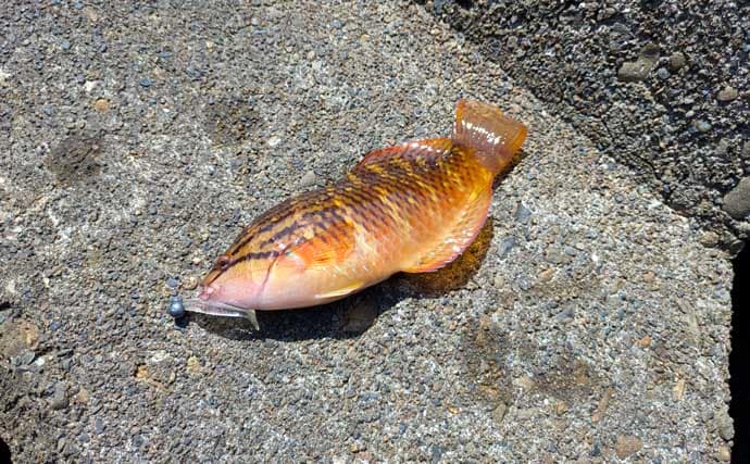 紀南エリアのランガンルアーフィッシングでガシラ祭り【和歌山】今後はアオリに期待