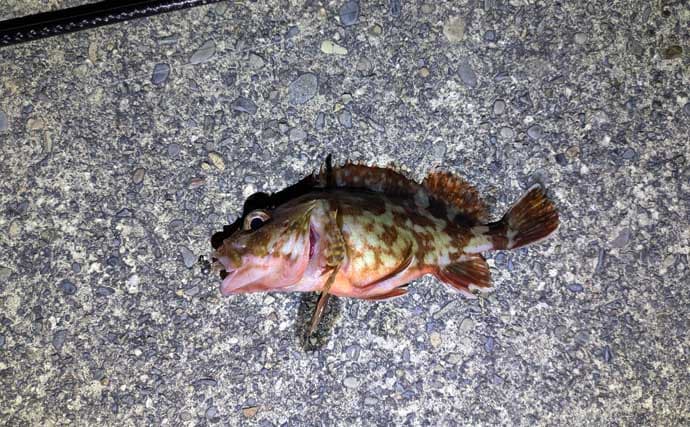 紀南エリアのランガンルアーフィッシングでガシラ祭り【和歌山】今後はアオリに期待