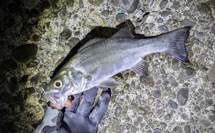 紀南エリアのランガンルアーフィッシングでガシラ祭り【和歌山】今後はアオリに期待