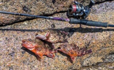 紀南エリアのランガンルアーフィッシングでガシラ祭り【和歌山】今後はアオリに期待