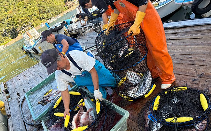 海上釣り堀を仲間で貸し切って堪能【三重・和光】青物とマダイと対面成功！