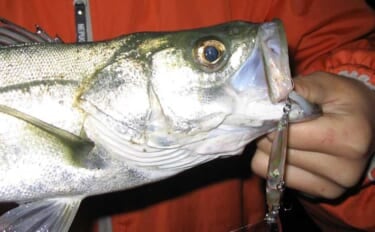 遠浅サーフ攻略の鉄則　満潮・干潮それぞれの長所短所と狙いやすいターゲットを解説