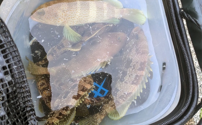 日中の漁港でエギング＆ロックゲーム！【福井】アオリイカとアオハタ連発で好機到来