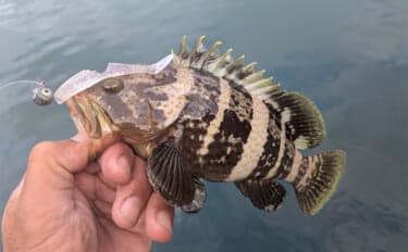 日中の漁港でエギング&ロックゲーム!【福井】アオリイカとアオハタ連発で好機到来