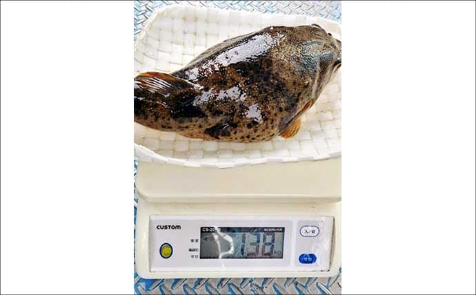 カットウ釣りで1.3kgヒガンフグをキャッチ【愛知】アタリを拾うソフトな聞きアワセが鍵