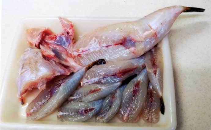 カットウ釣りで1.3kgヒガンフグをキャッチ【愛知】アタリを拾うソフトな聞きアワセが鍵