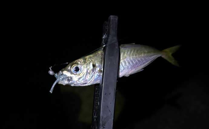 【もしもサカナと話ができたら】 釣り人がターゲットに聞いてみたい3つの質問