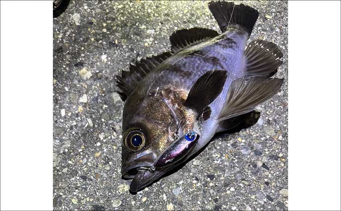 【もしもサカナと話ができたら】 釣り人がターゲットに聞いてみたい3つの質問