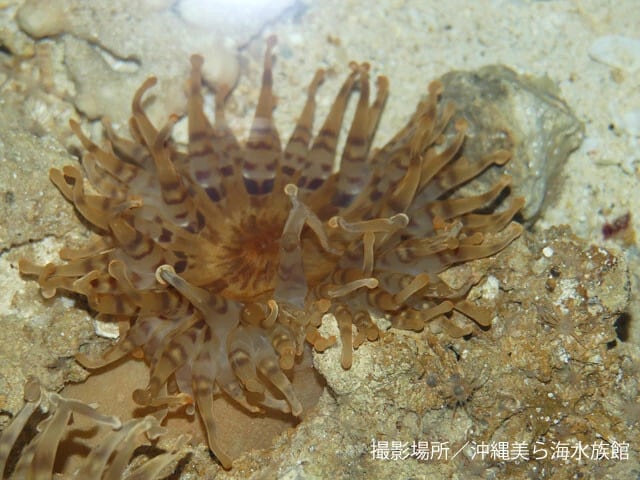 「竜宮の御殿」の名にたがわぬ、強烈な存在感と強い毒が特徴。新種発見の裏には沖縄美ら海水族館の協力があった