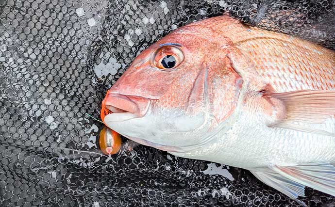 「浅場攻略の決め手は3本バリ！」鳥羽湾タイラバで50cm超えマダイ登場【三重】