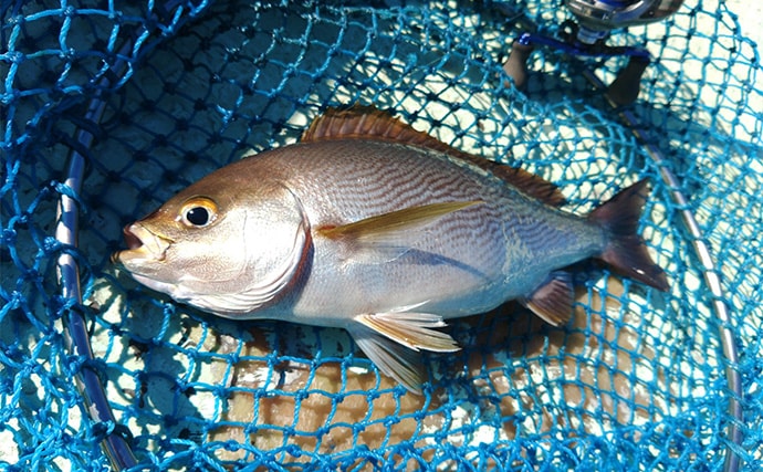 「串本カセ釣りのポテンシャルが炸裂！」 40〜60cmの良型マダイ16匹と大爆釣