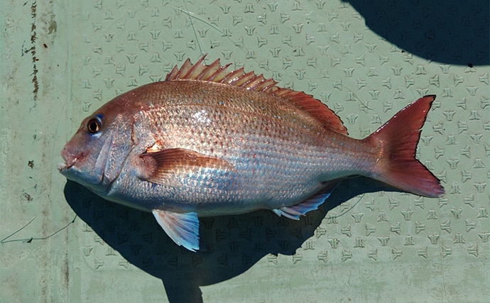 「串本カセ釣りのポテンシャルが炸裂！」 40〜60cmの良型マダイ16匹と大爆釣