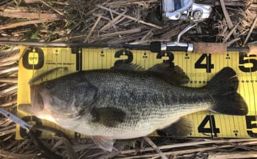 バスロッドの【ダブルフットガイドとシングルフットガイドの違いと使い分け方】