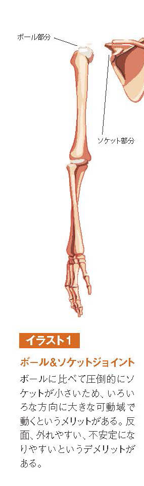 ボール＆ソケットジョイント【スポーツ障害予防の教科書】
