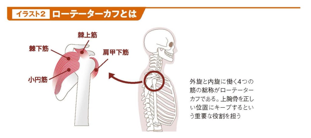 ローテーターカフ【スポーツ障害予防の教科書