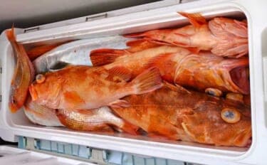 【沖釣り釣果速報】根魚釣りでボッコ2.5kg好捕！チカメキントキ・レンコダイ交じりクーラー満タン（福岡）
