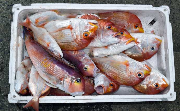 【沖釣り釣果速報】根魚釣りでボッコ2.5kg好捕！チカメキントキ・レンコダイ交じりクーラー満タン（福岡）