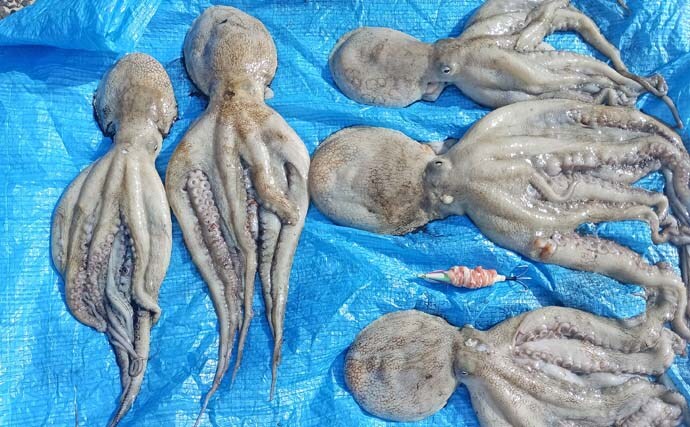 那珂湊沖のエギタコ釣りで2kg超えマダコ手中！【茨城】船中オデコなし＆ツ抜け達成者も