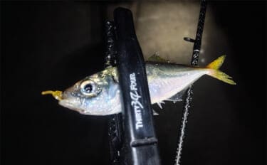 潮止まりの短時間アジングゲームで豆アジ5匹をキャッチ【愛知】ボトム意識した釣りが奏功