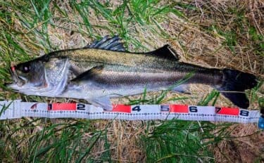真冬の養老川で83cm「ランカー」シーバス浮上! バイブレーションにヒット