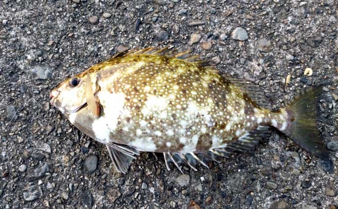 堤防での遠投カゴ釣りで35cm級イサキをキャッチ！　ゲストにマダイとアイゴ