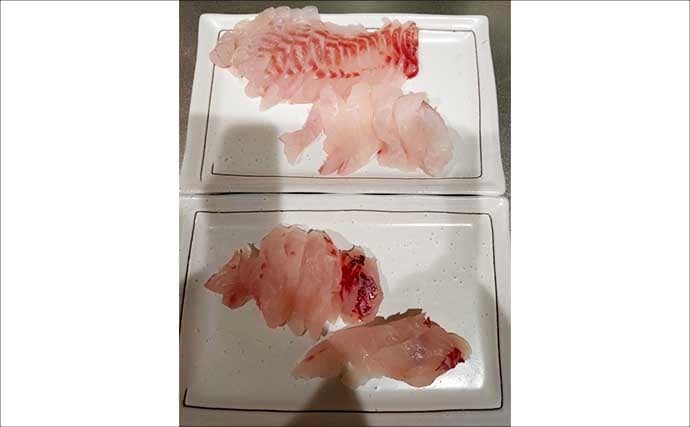 堤防での遠投カゴ釣りで35cm級イサキをキャッチ！　ゲストにマダイとアイゴ