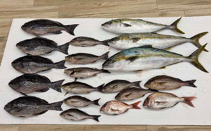 「磯フカセ釣りで95cmヒラマサ獲った！」竿が破損しながらも渾身のファイト【長崎】