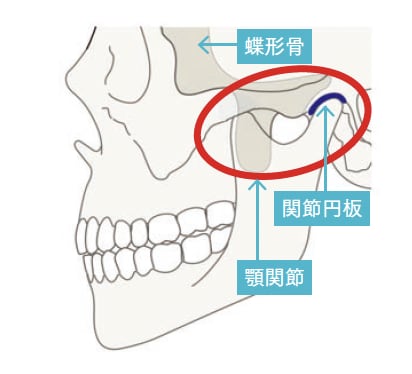 蝶形骨、関節円板、顎関節の位置【背骨コンディショニング】