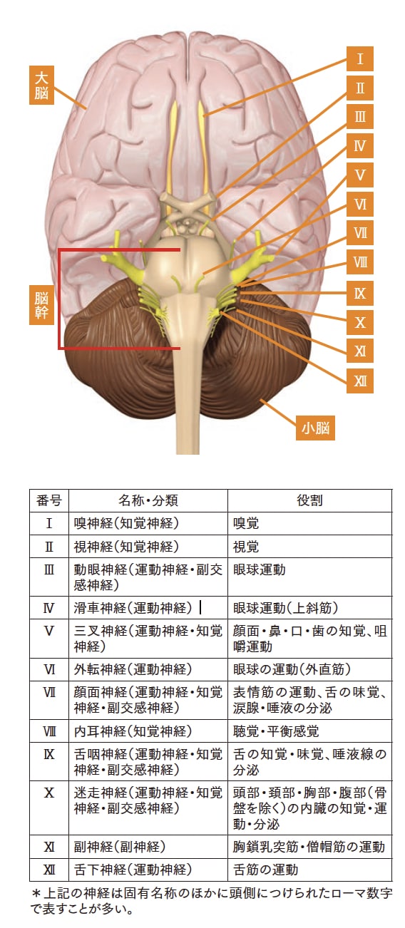 12対の末梢神経【背骨コンディショニング】