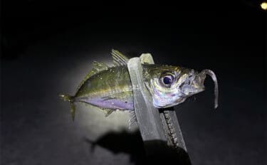 「型狙いでも数狙いでもなし」 冬の釣りの醍醐味は1尾を目指すことにあり?