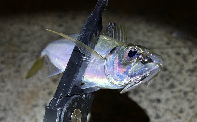 「型狙いでも数狙いでもなし」 冬の釣りの醍醐味は1尾を目指すことにあり？