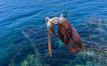 ヤエン釣り入門＆ステップアップしたいなら秋が断然オススメなワケ