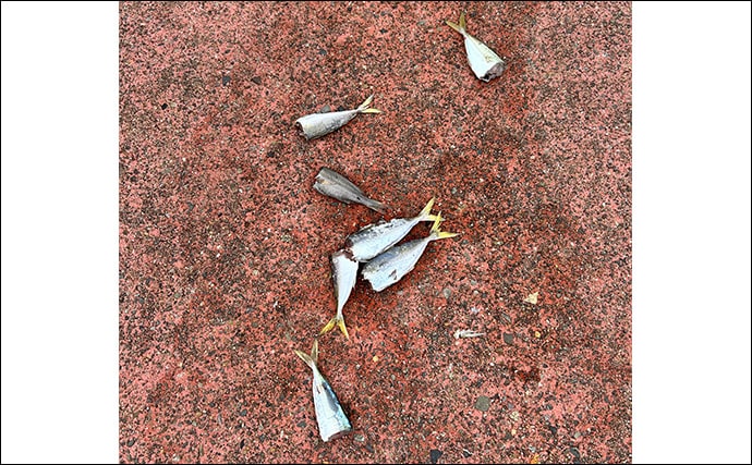 ヤエン釣り入門＆ステップアップしたいなら秋が断然オススメなワケ