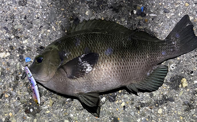 ライトゲームアングラー的「釣れて嬉しい魚」と「嬉しくない魚」