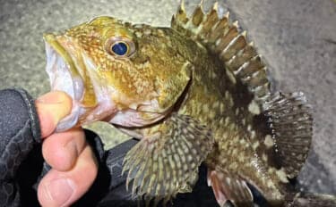 「日本海のポテンシャルを堪能!」ライトゲームでカサゴが入れ食い【島根】