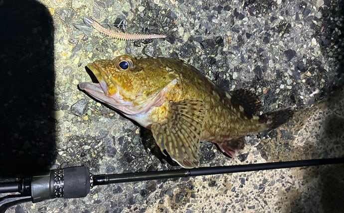 「日本海のポテンシャルを堪能！」ライトゲームでカサゴが入れ食い【島根】