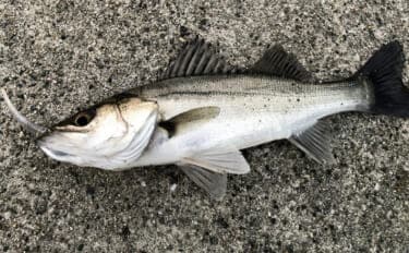 堤防ルアーゲームでシーバス2桁キャッチ！ アシストフック付きワームに連続ヒット