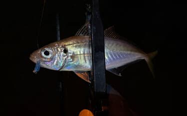 ライトゲームアングラーが実践する「風」対策 【ライン選択・リグ重量・キャスト角度】