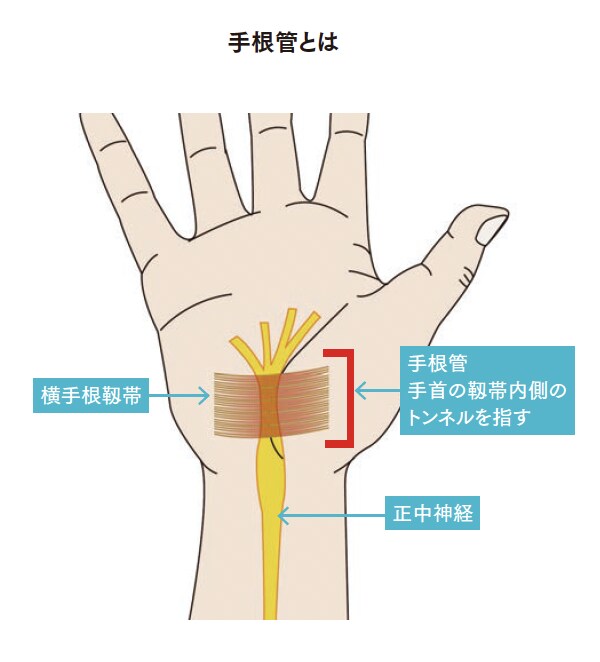 手根管とは【背骨コンディショニング】