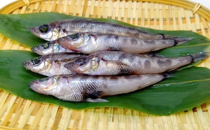 波打ち際から超深海まで生息する「身近な口裂け魚」エソの仲間たち　