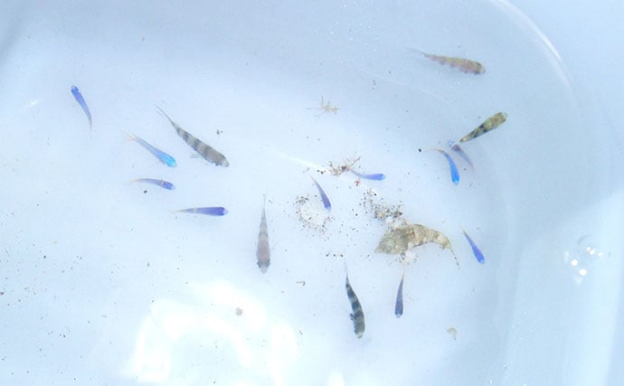 磯での生き物採集の【ルール・マナー・安全対策】を徹底解説 海藻には要注意?