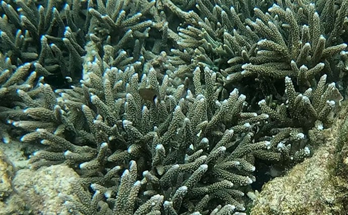 磯での生き物採集の【ルール・マナー・安全対策】を徹底解説 海藻には要注意?